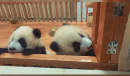 大熊猫视频,大熊猫视频捕捉自然魅力